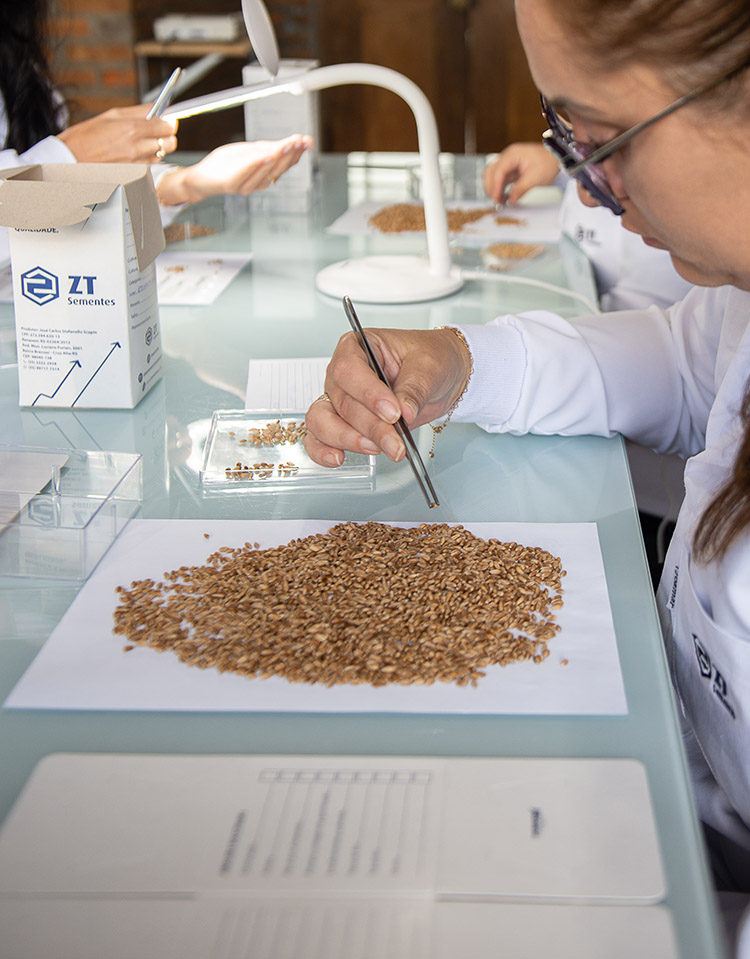 Lavoura ZT Sementes 1