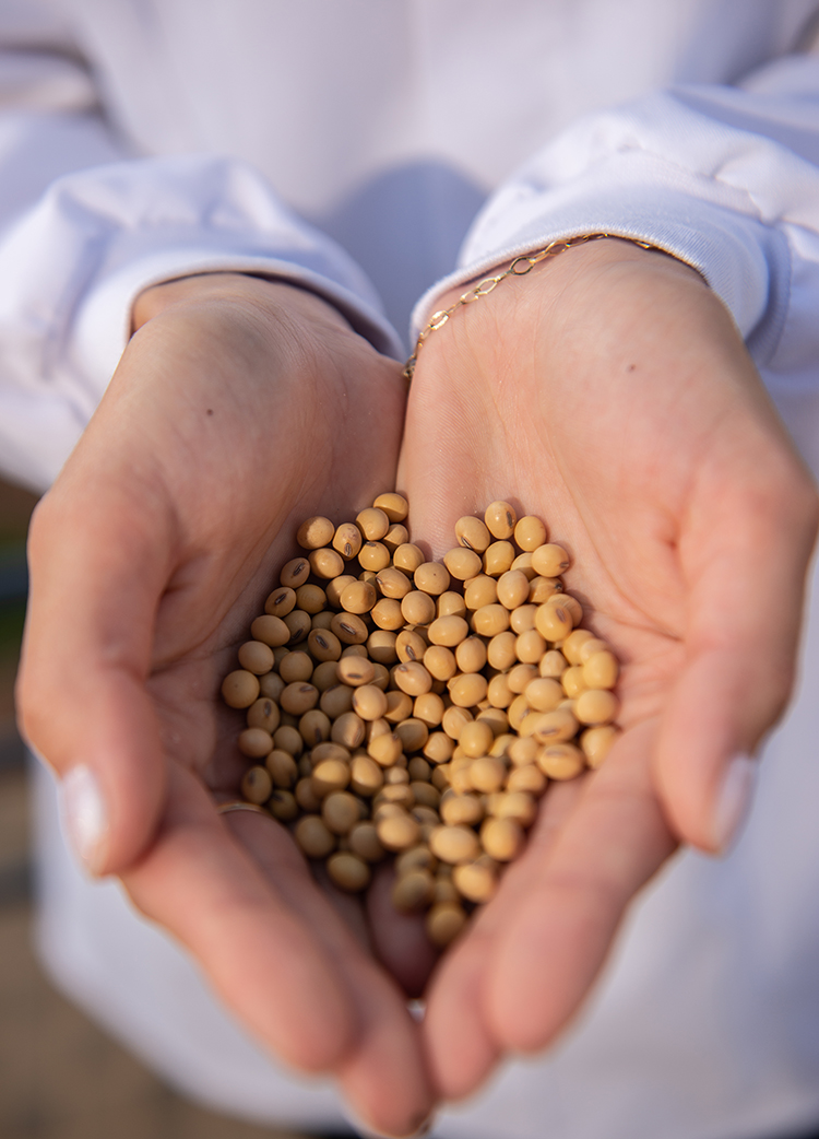 Lavoura ZT Sementes 4